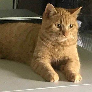 Meet your Posher, William